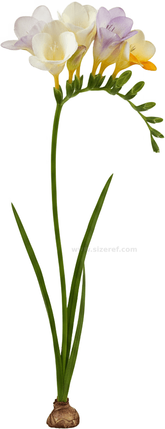 Freesia actual size
