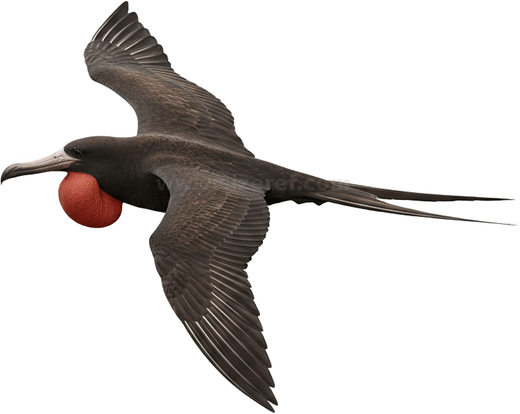 Frigatebird actual size