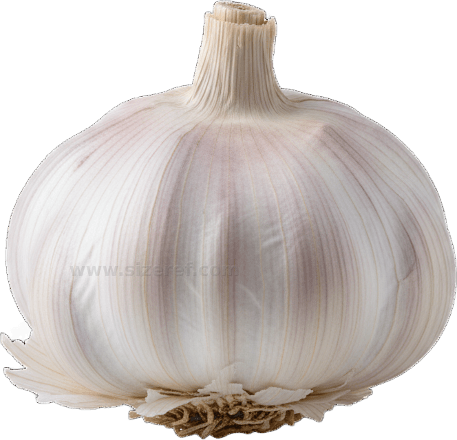 Garlic actual size