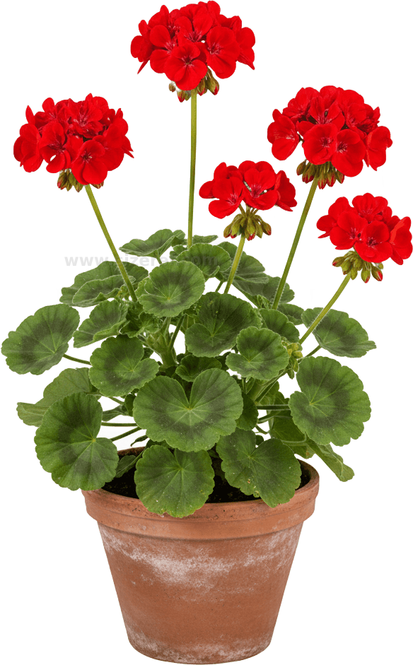 Geranium actual size