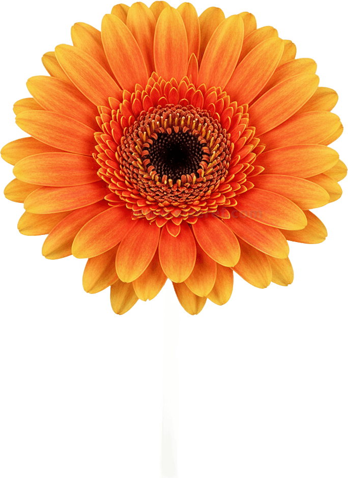 Gerbera actual size