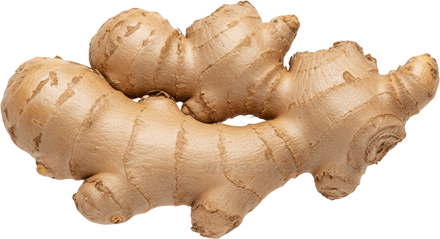 Ginger actual size