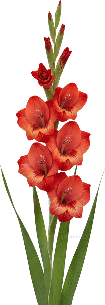 Gladiolus actual size