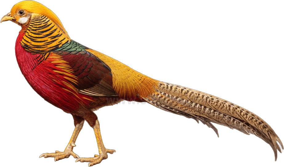 Golden Pheasant actual size