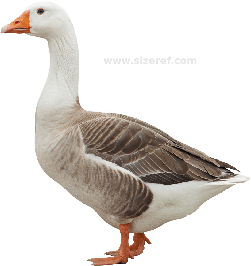 Goose actual size