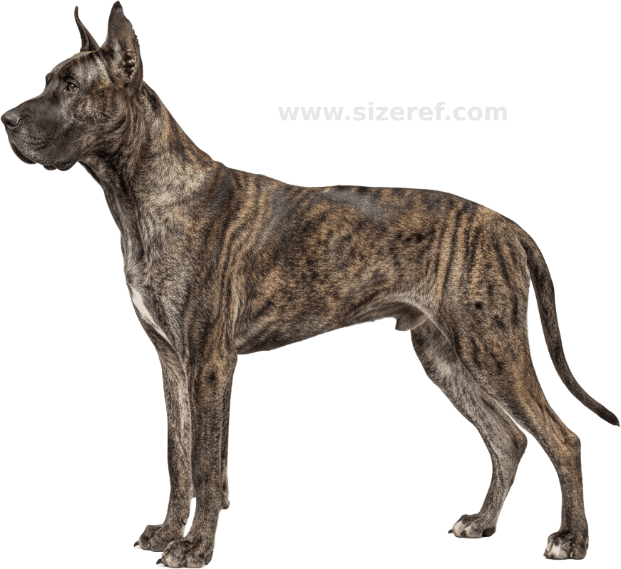 Great Dane actual size