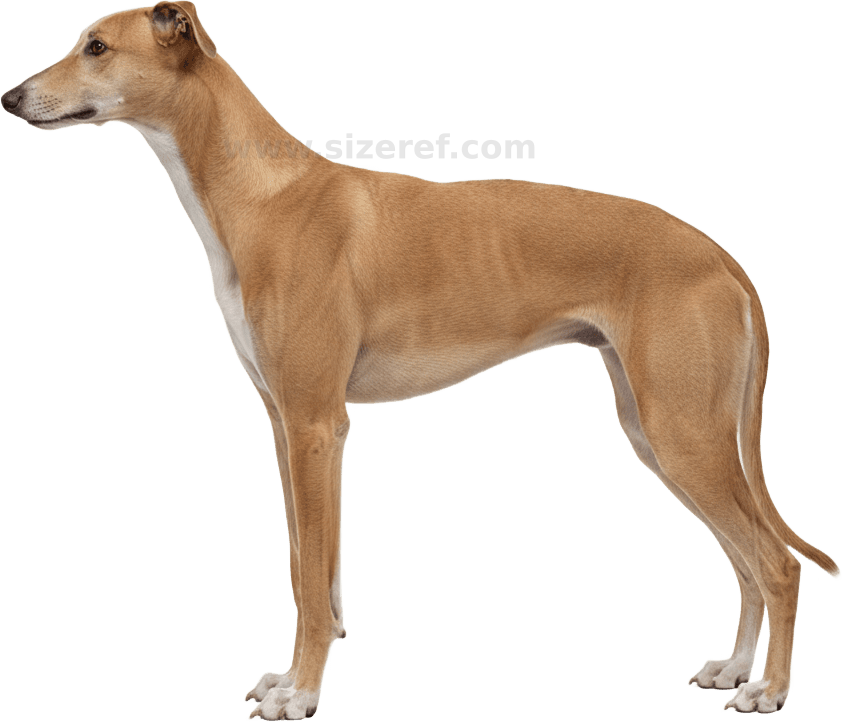 Greyhound actual size