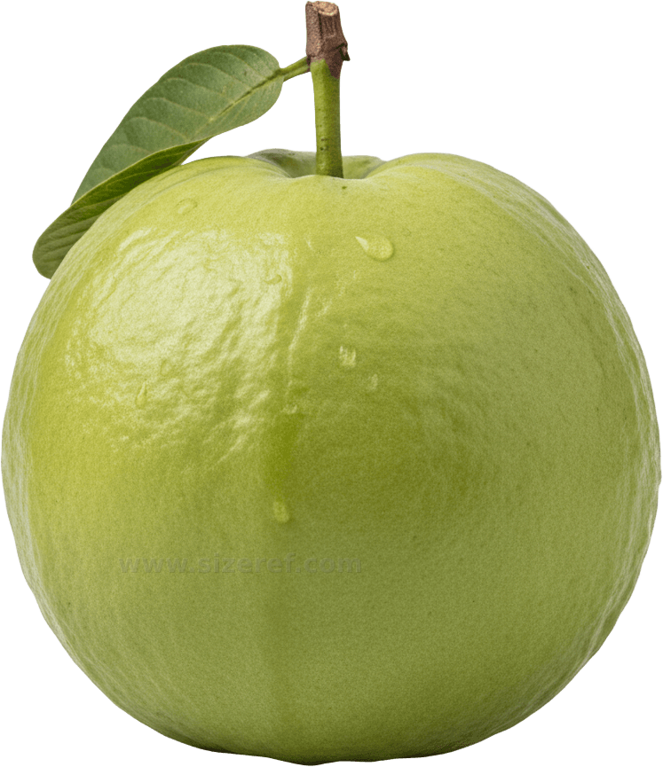 Guava actual size