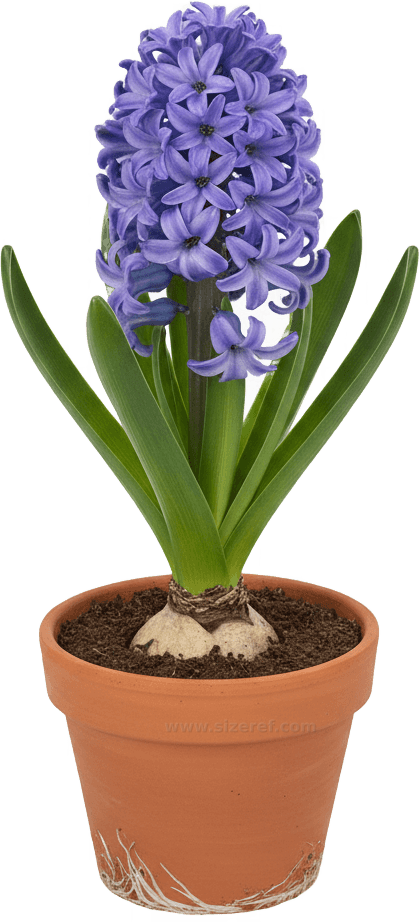 Hyacinth actual size