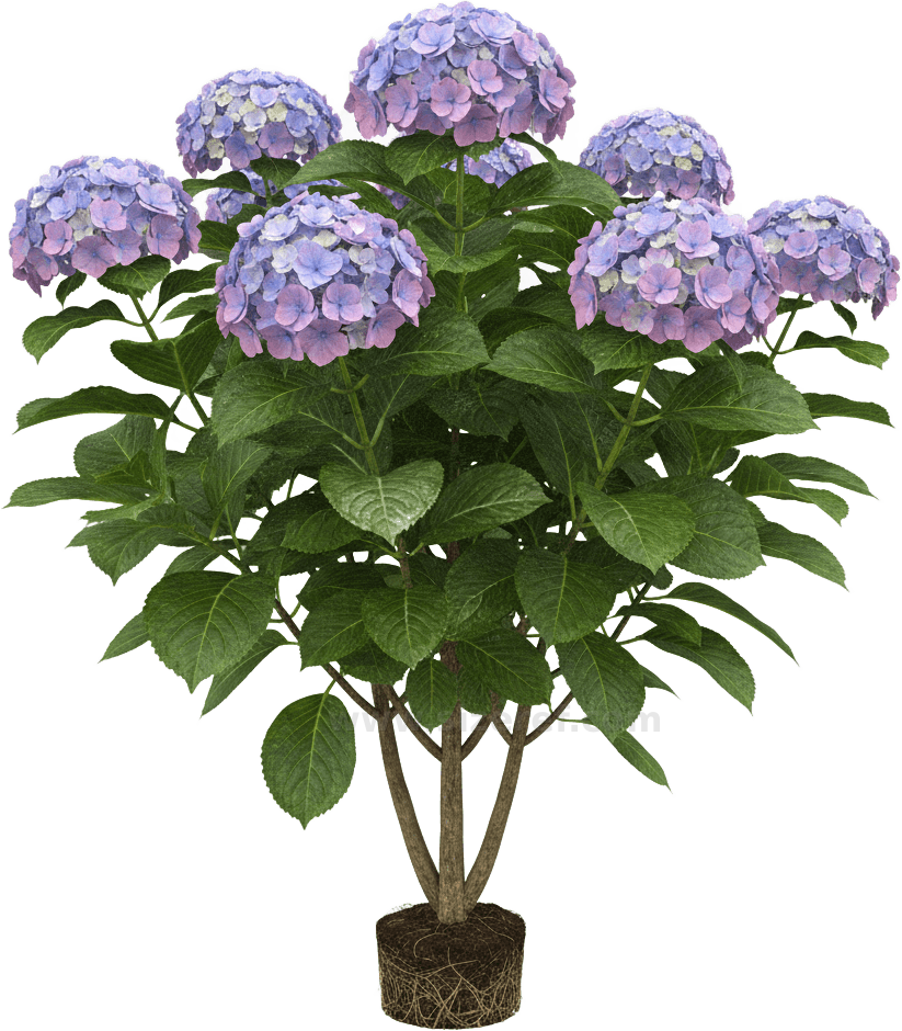 Hydrangea actual size