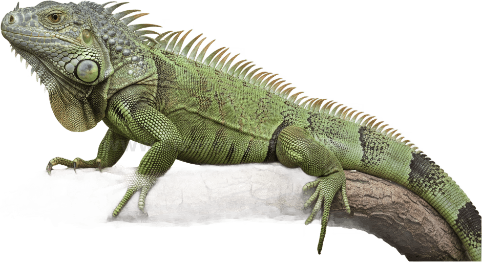 Iguana actual size