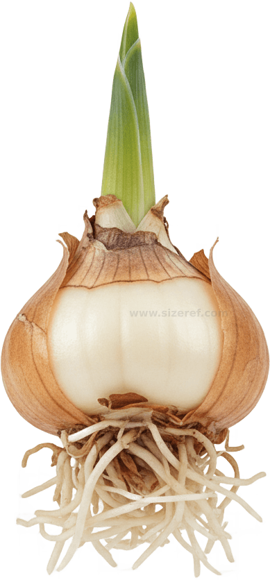Iris actual size