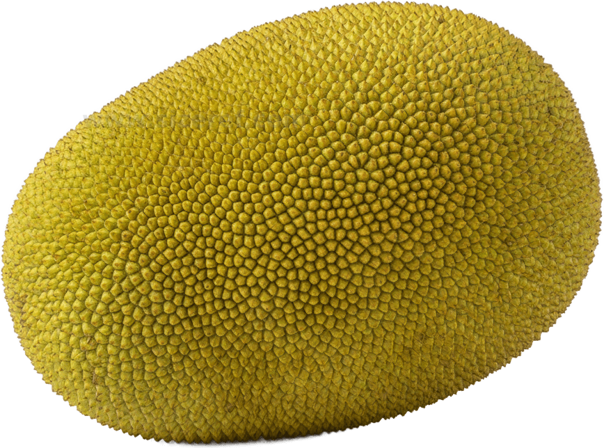 Jackfruit actual size