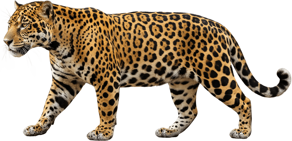 Jaguar actual size