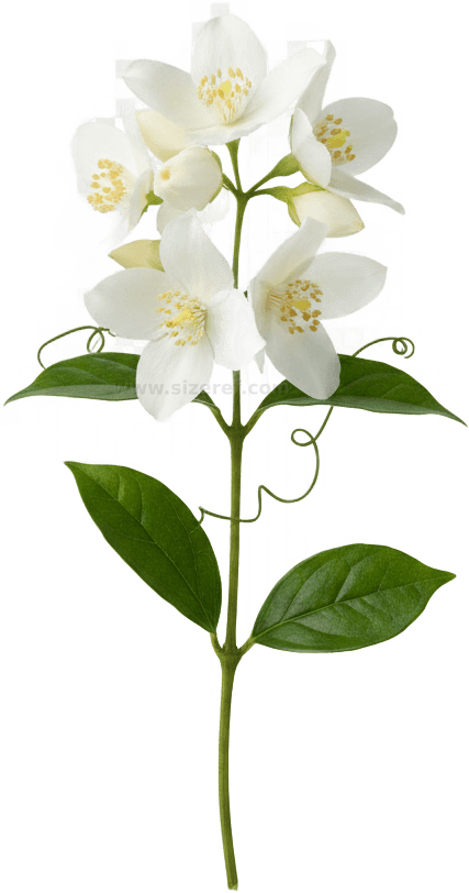 Jasmine actual size