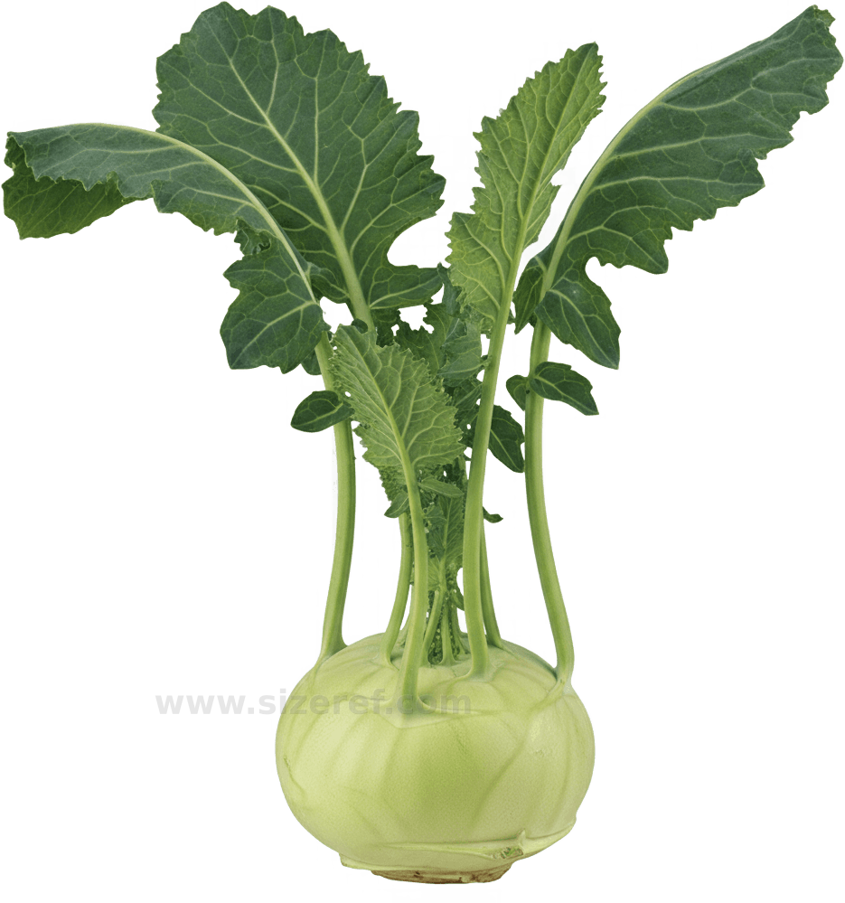 Kohlrabi actual size
