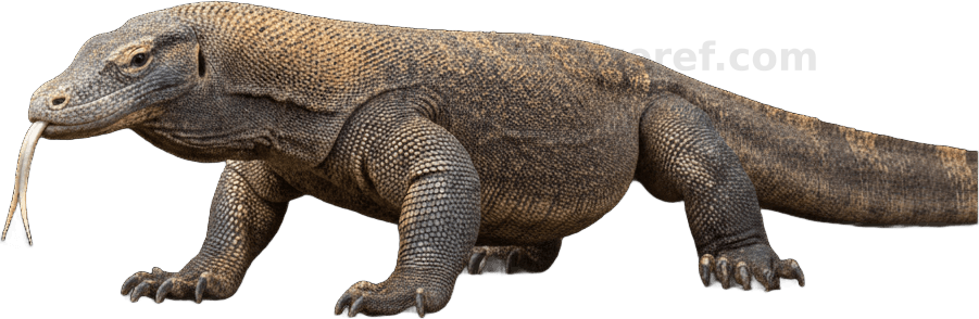 Komodo Dragon actual size