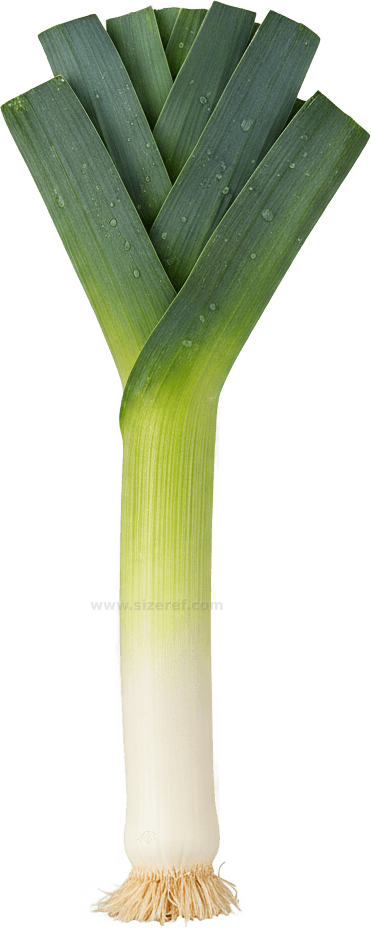 Leek actual size