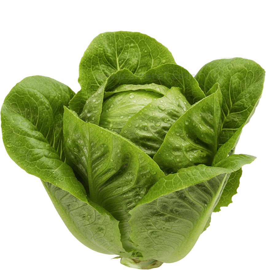Lettuce actual size