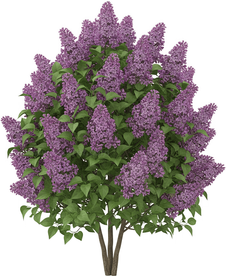 Lilac actual size
