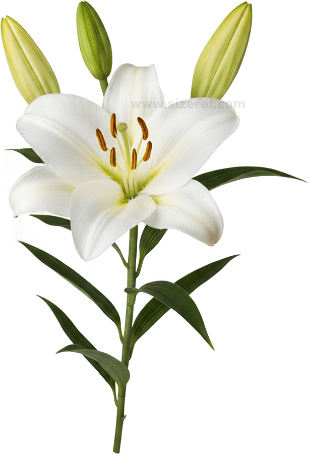 Lily actual size