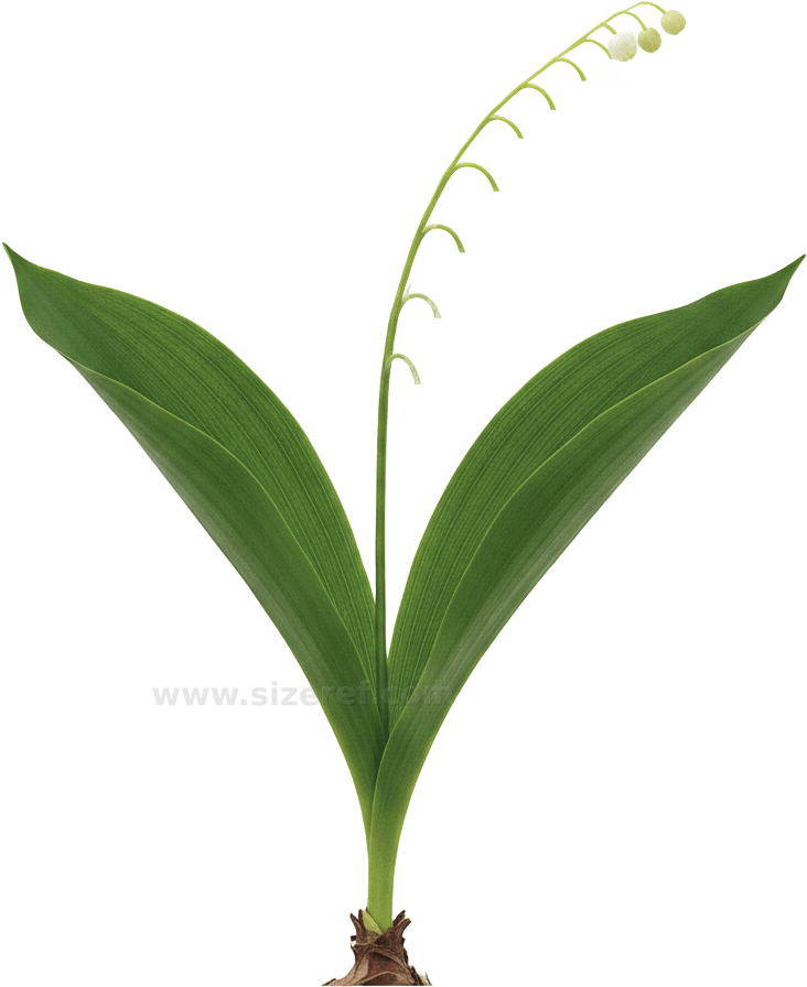 Lily of the Valley actual size