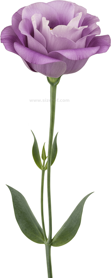 Lisianthus actual size