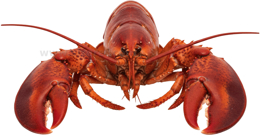 Lobster actual size