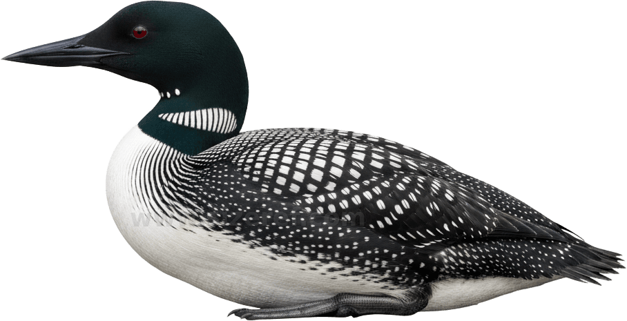 Loon actual size