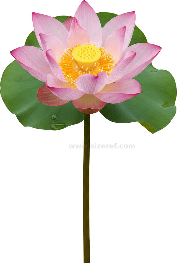Lotus actual size