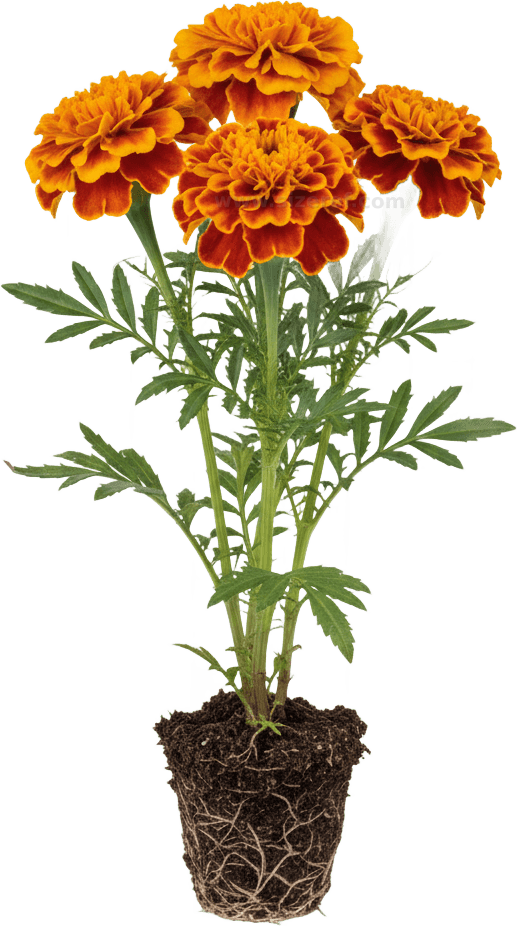 Marigold actual size