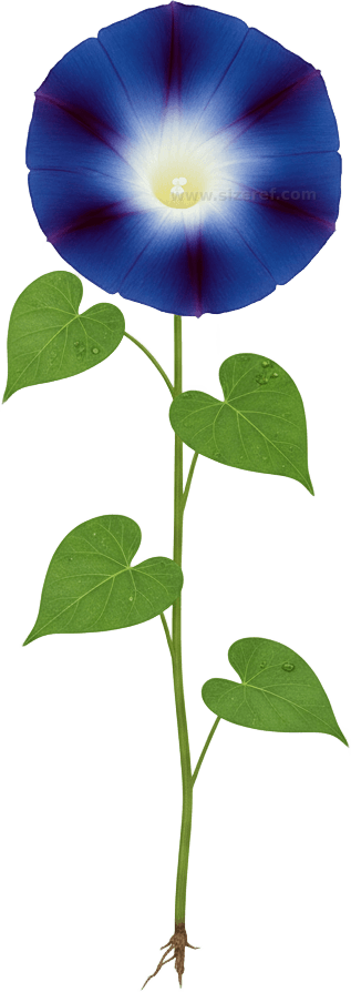 Morning Glory actual size