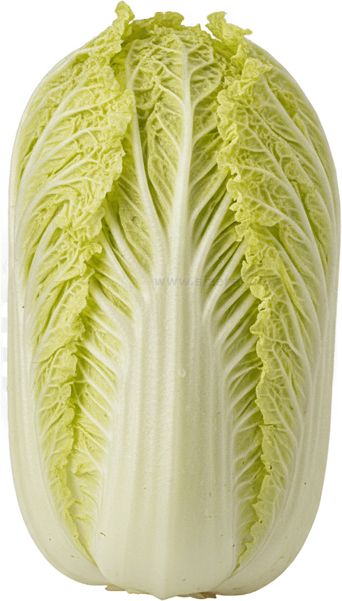 Napa Cabbage actual size