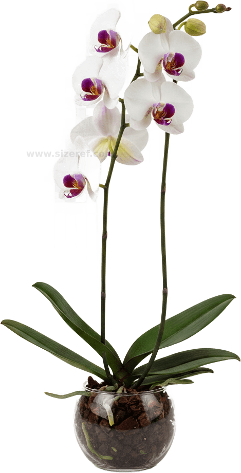 Orchid actual size