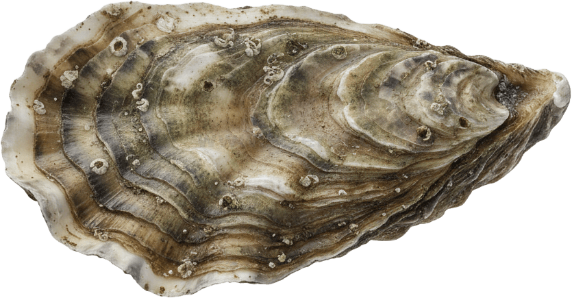Oyster actual size