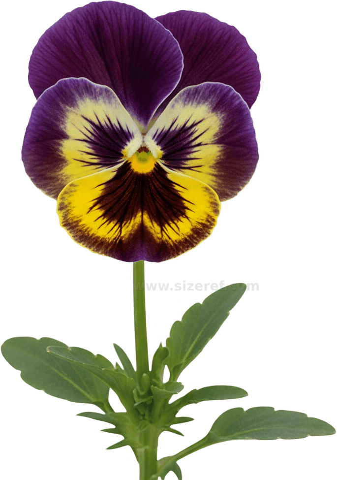 Pansy actual size