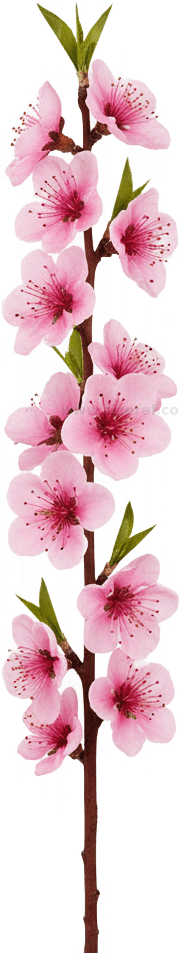 Peach Blossom actual size