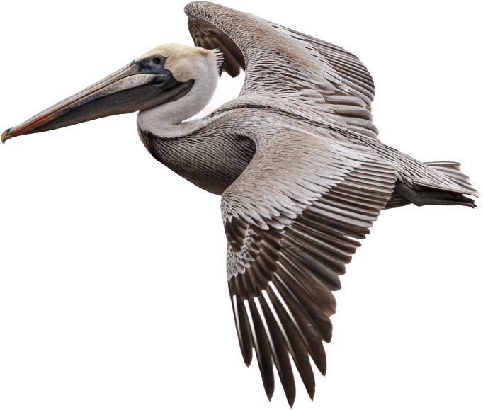 Pelican actual size