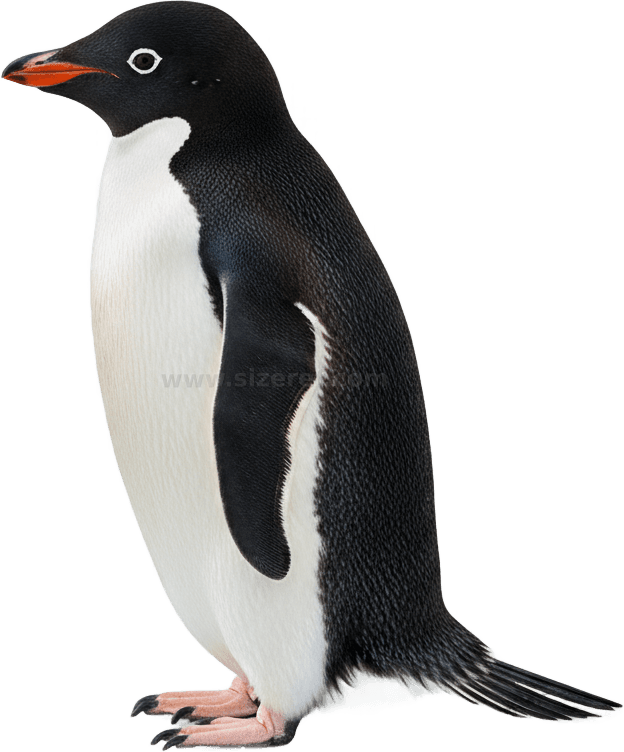 Penguin actual size