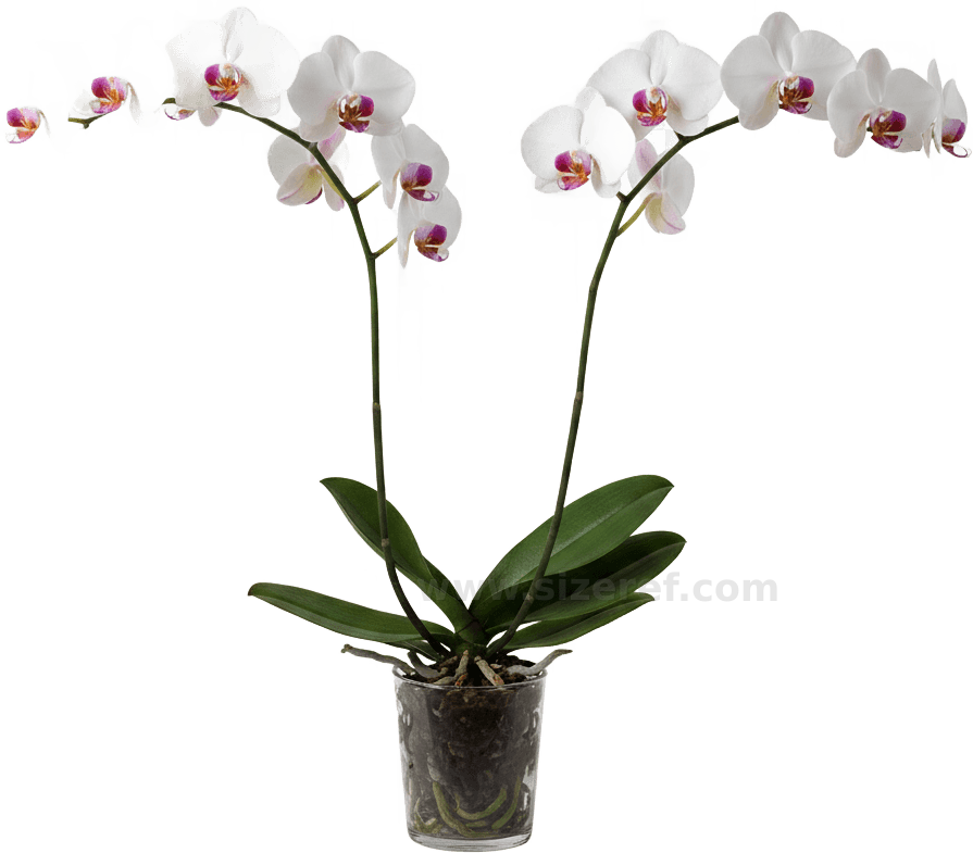 Phalaenopsis actual size