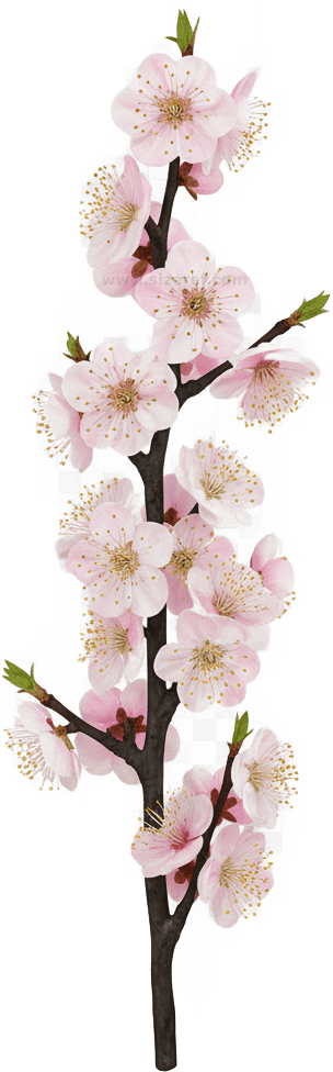 Plum Blossom actual size
