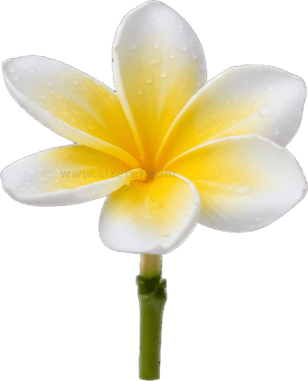 Plumeria actual size