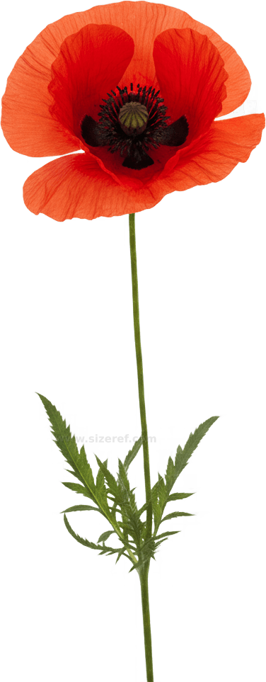 Poppy actual size