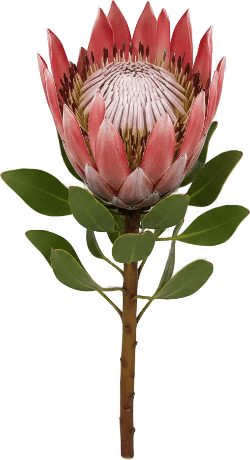 Protea actual size