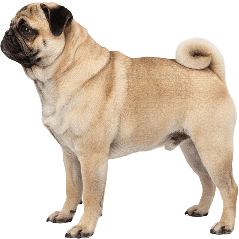 Pug daily picture word