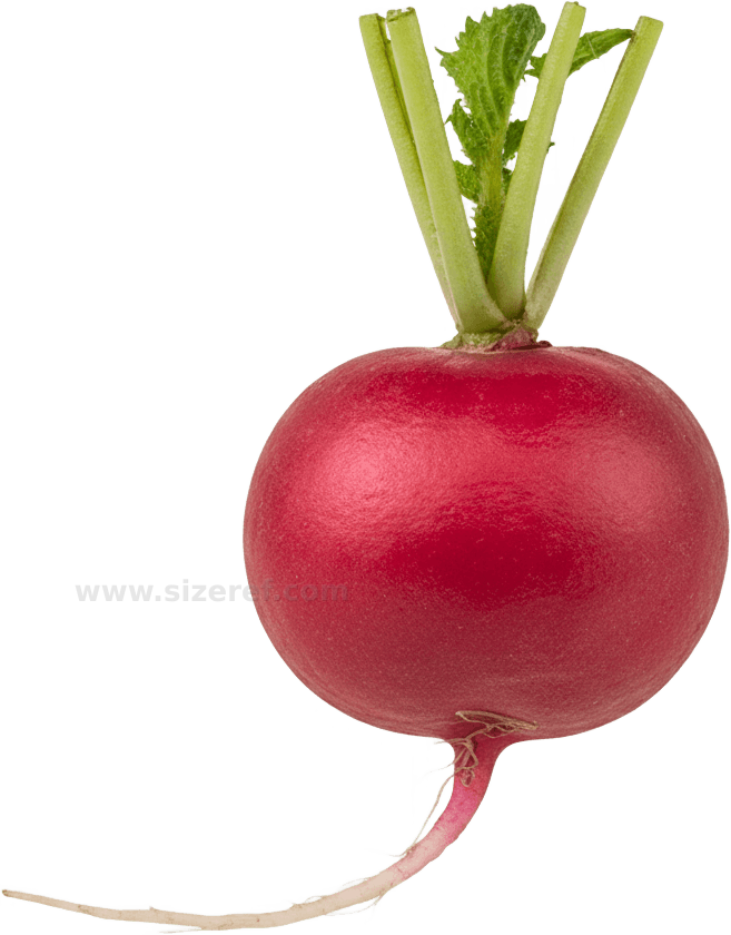 Radish actual size