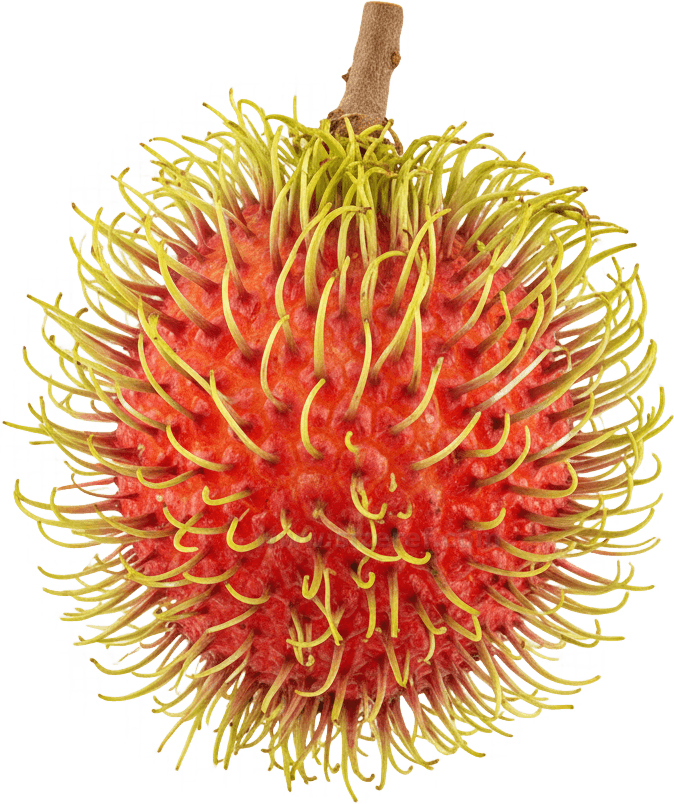 Rambutan actual size
