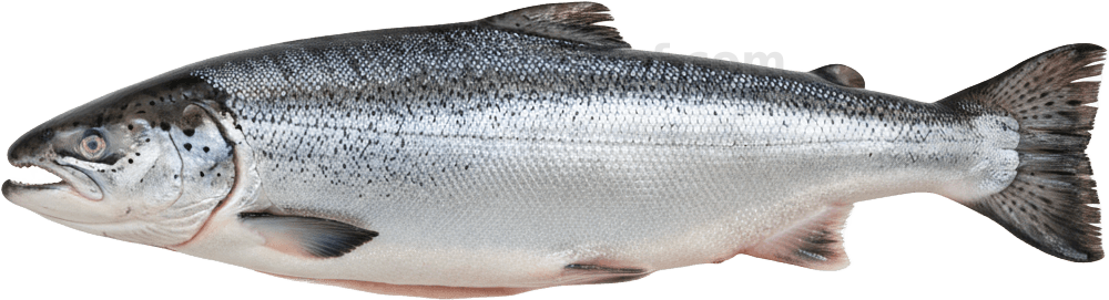 Salmon actual size