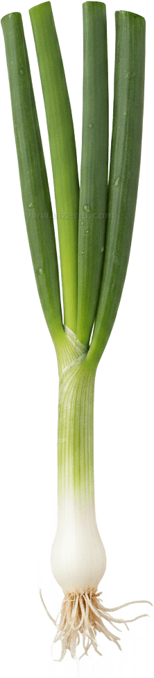 Scallion actual size