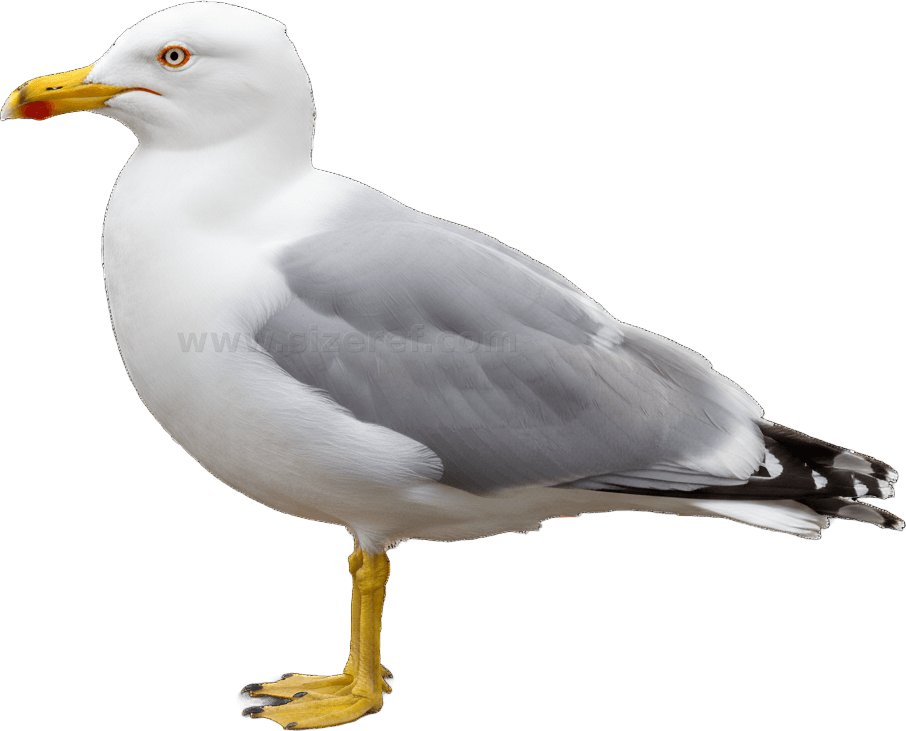 Seagull actual size